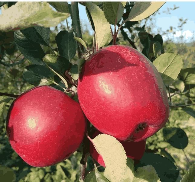 Red Apple Seeds - Wishlect