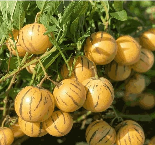 Ginseng Fruit Seeds - Wishlect