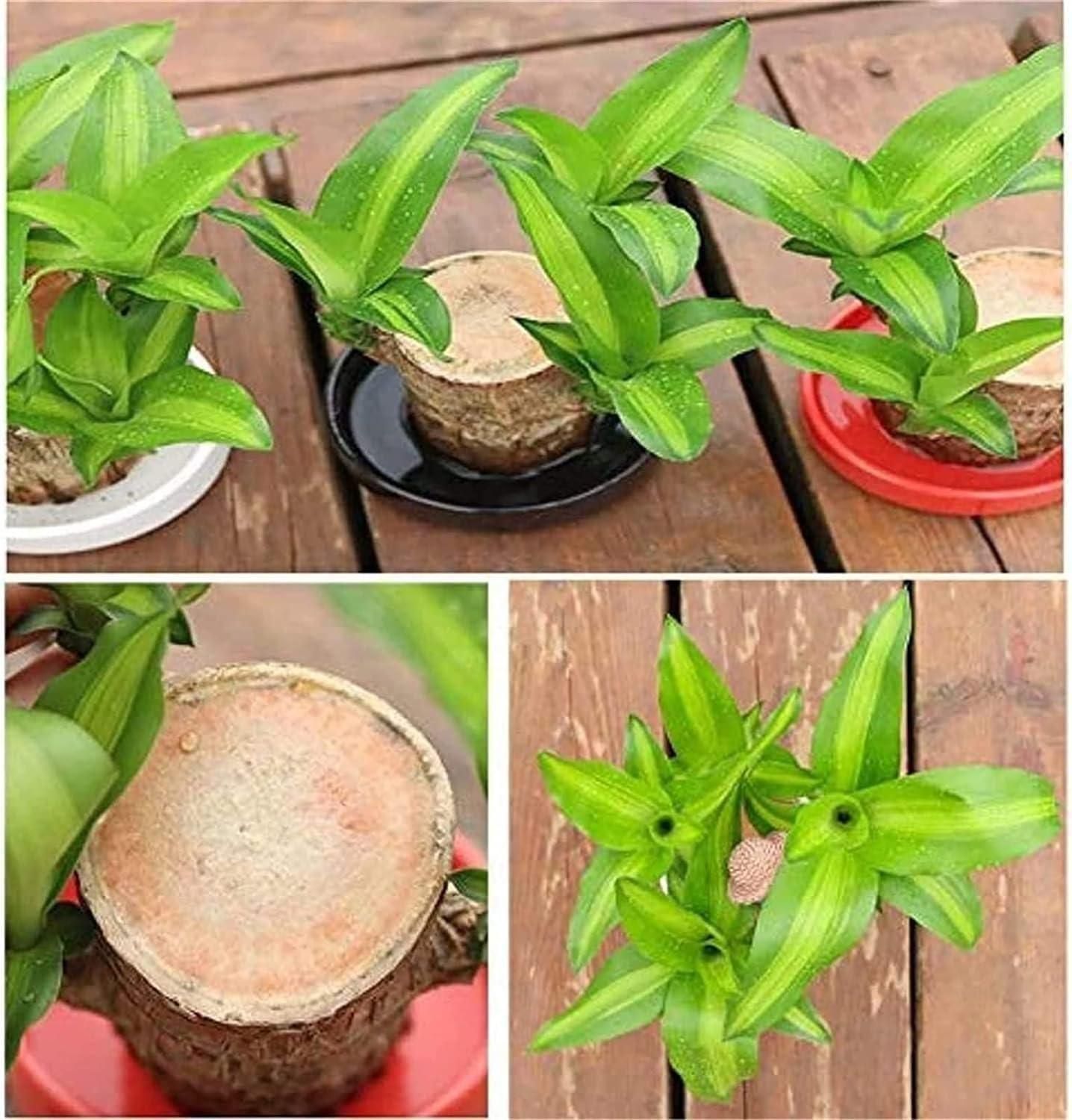 Brazilian Lucky Wood, Mini Home Plant Decorations (Pack of 2) - Wishlect