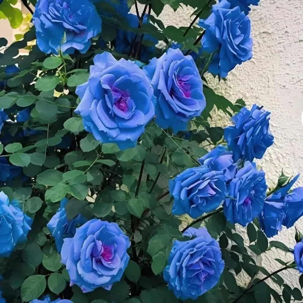Blue Climbing Rose Seeds - Wishlect