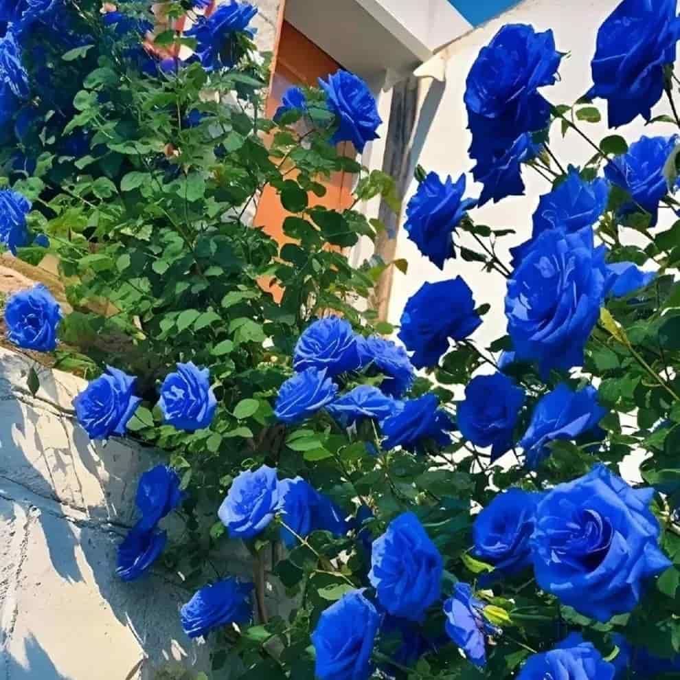 Blue Climbing Rose Seeds - Wishlect