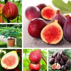 Fig Tree Seeds - Wishlect