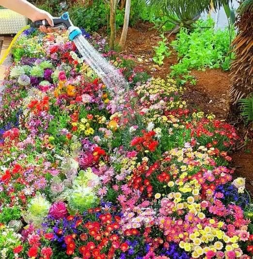Buy Varieties of Flower Seeds (Pack of 100) And Get Plant Growth Supplement Free - Wishlect