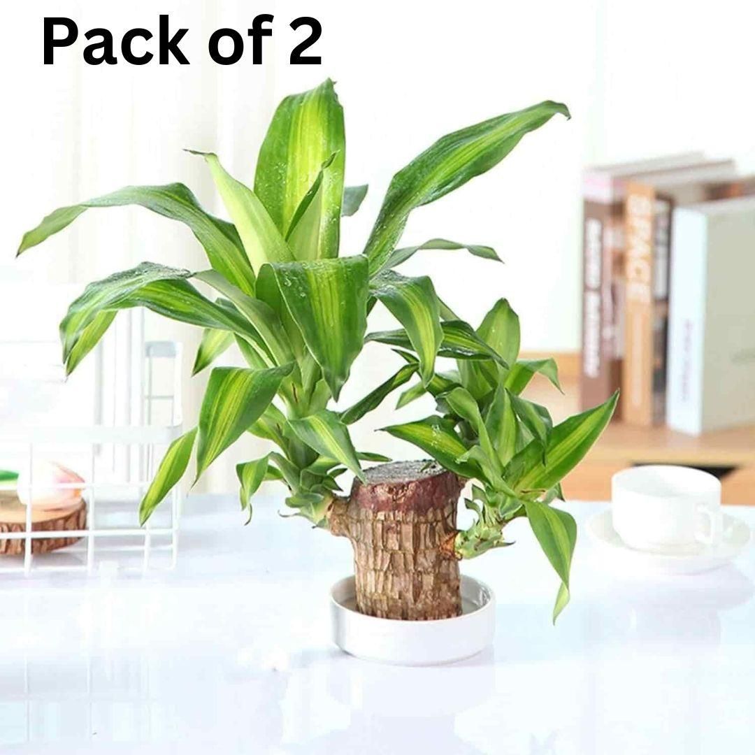 Brazilian Lucky Wood, Mini Home Plant Decorations (Pack of 2) - Wishlect