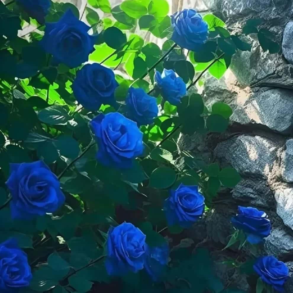 Blue Climbing Rose Seeds - Wishlect