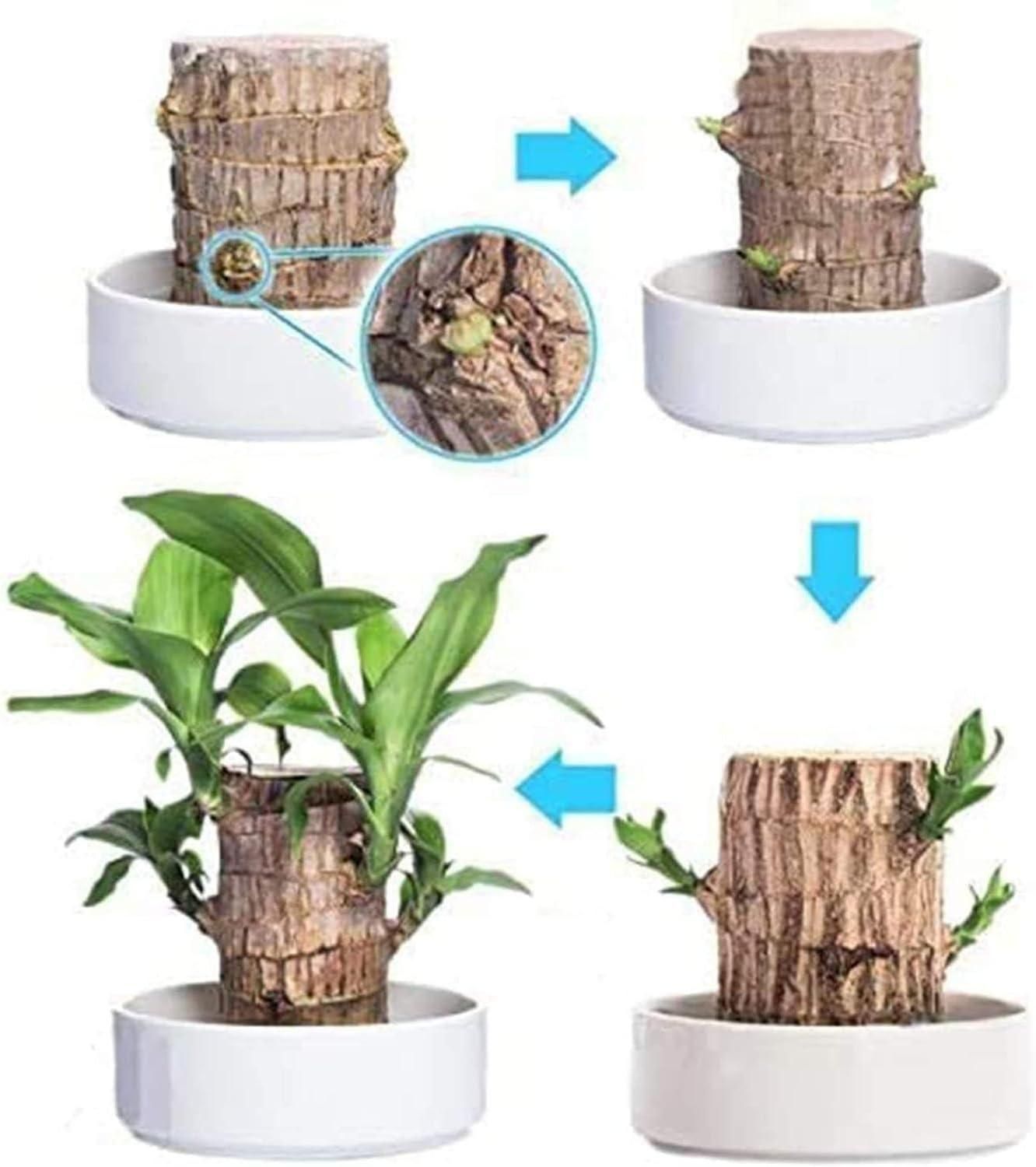 Brazilian Lucky Wood, Mini Home Plant Decorations (Pack of 2) - Wishlect