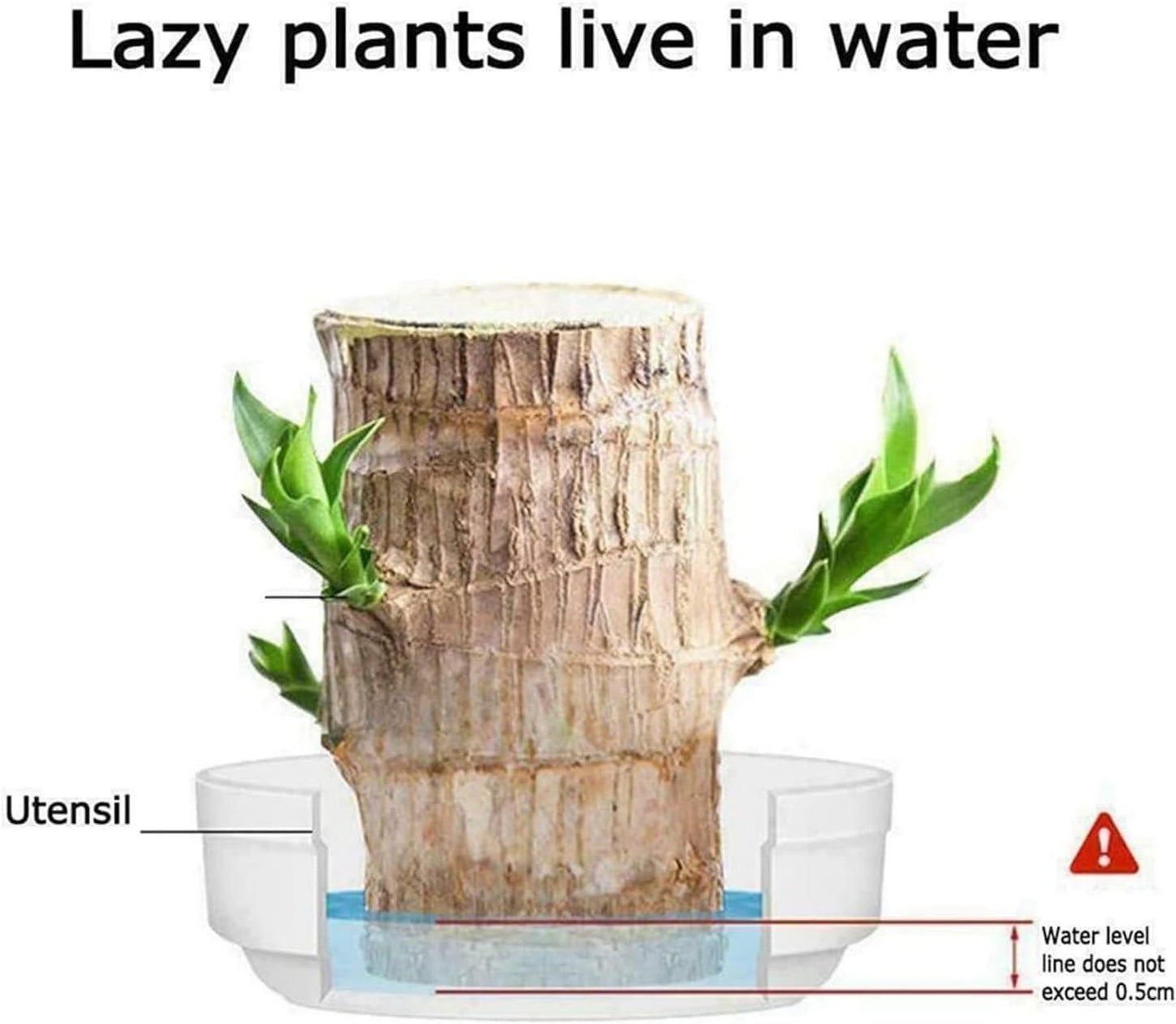 Brazilian Lucky Wood, Mini Home Plant Decorations (Pack of 2) - Wishlect