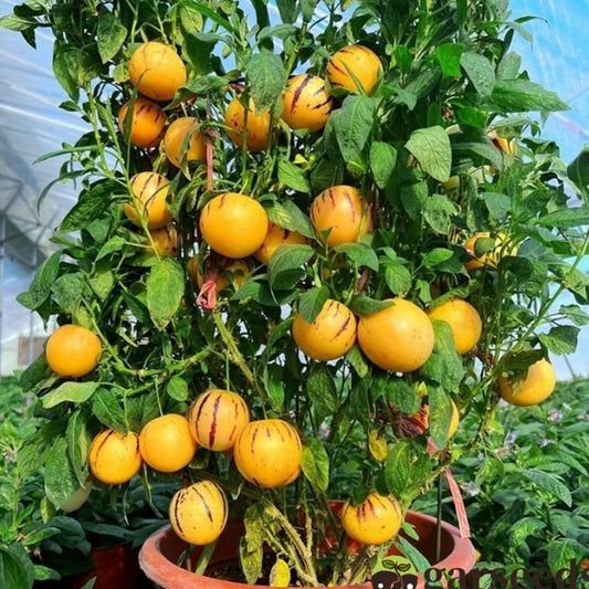 Ginseng Fruit Seeds - Wishlect
