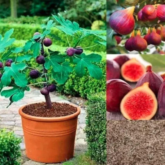 Fig Tree Seeds - Wishlect