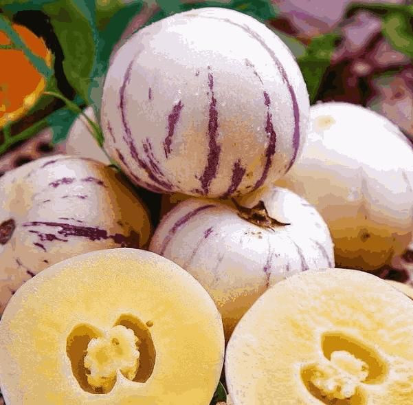 Ginseng Fruit Seeds - Wishlect