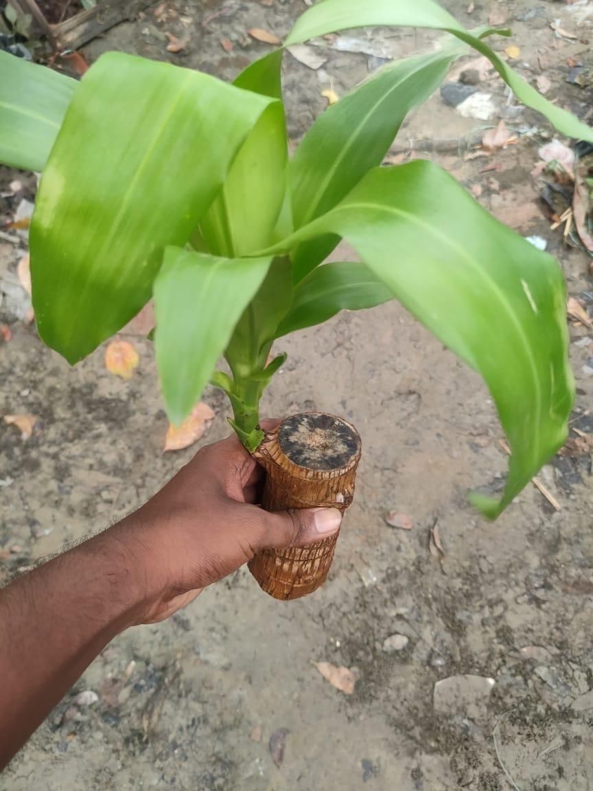 Brazilian Lucky Wood, Mini Home Plant Decorations (Pack of 2) - Wishlect